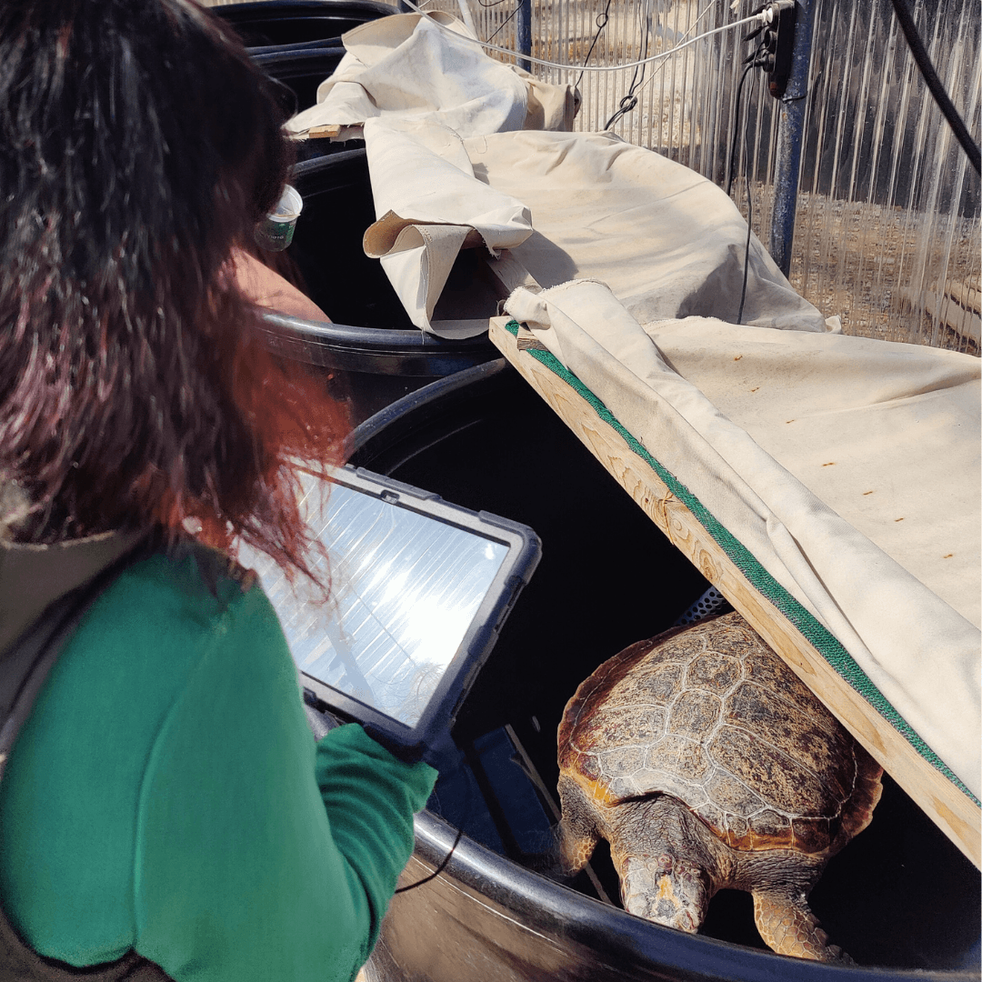 ARCHELON's education officer during a school visit at the Sea turtle rescue centre 