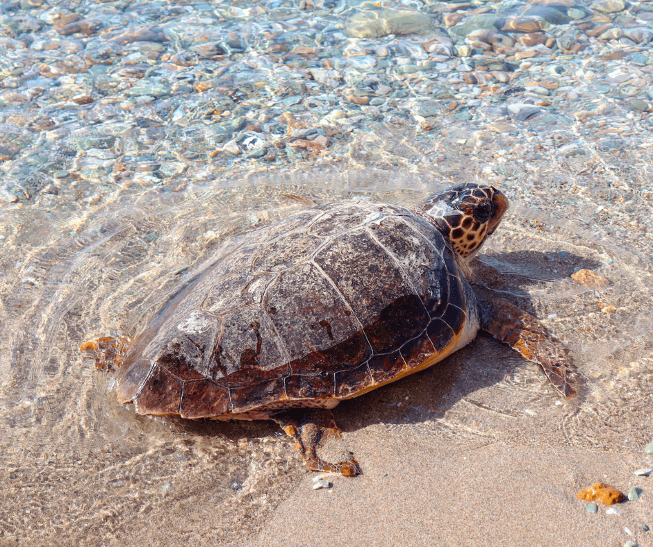 A photo of a loggerhead sea turtle