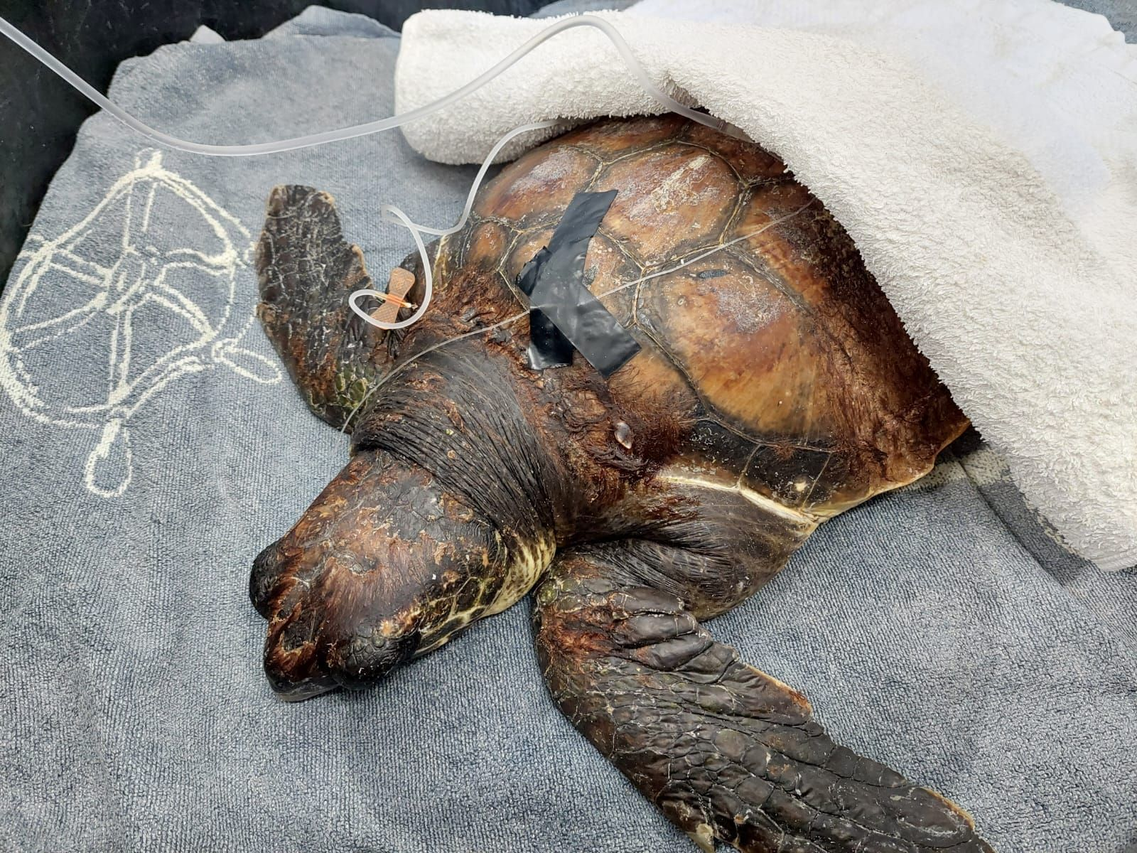 A photos of a loggerhead sea turtle named Bilbo admitted to the sea turtle rescue centre of ARCHELON