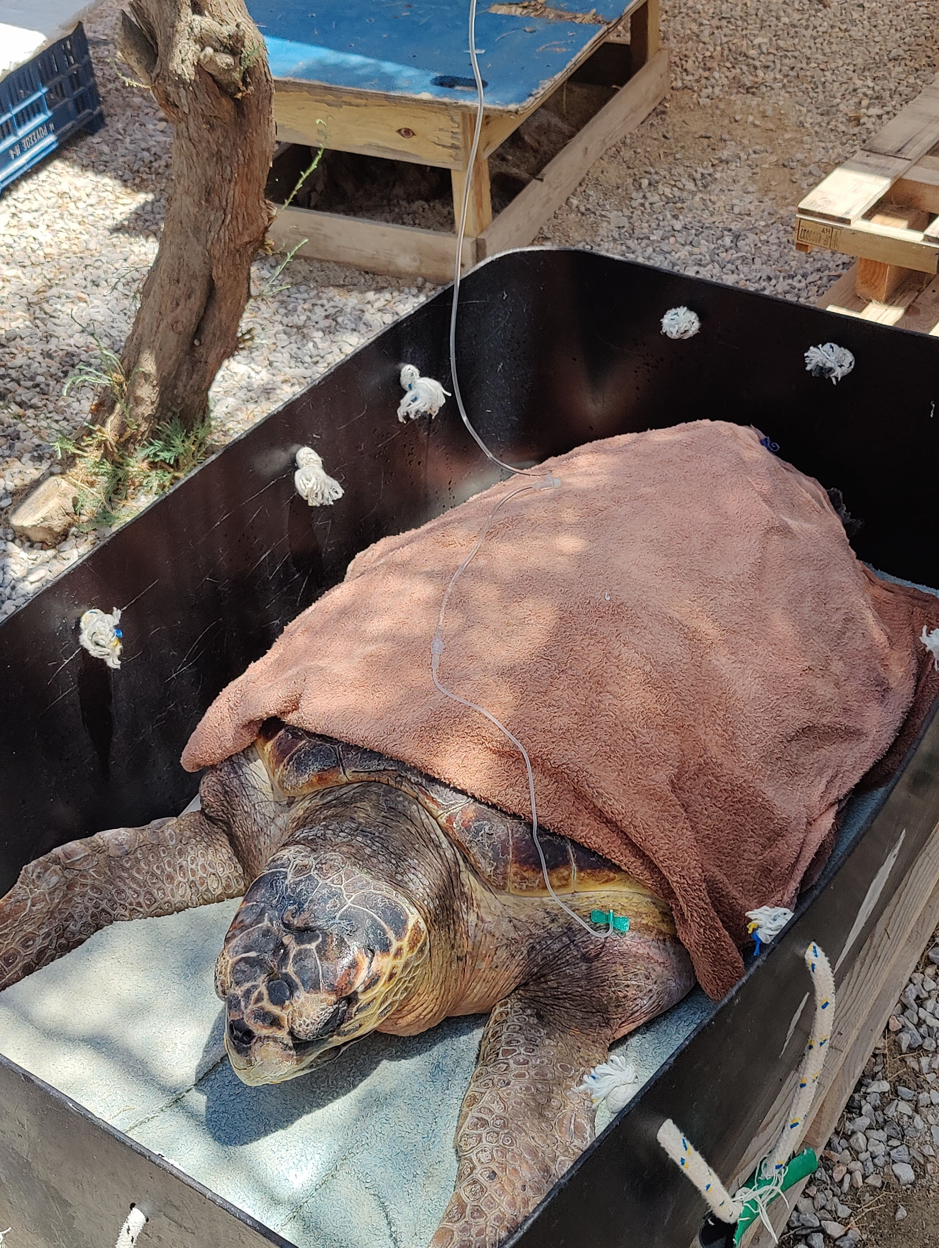 A Caretta Caretta under treatment in the Rescue Centre of ARCHELON