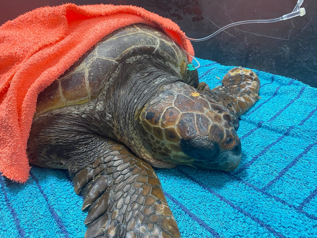 Sea turtles in the Rescue Centre - ARCHELON - Τhe Sea Turtle Protection ...