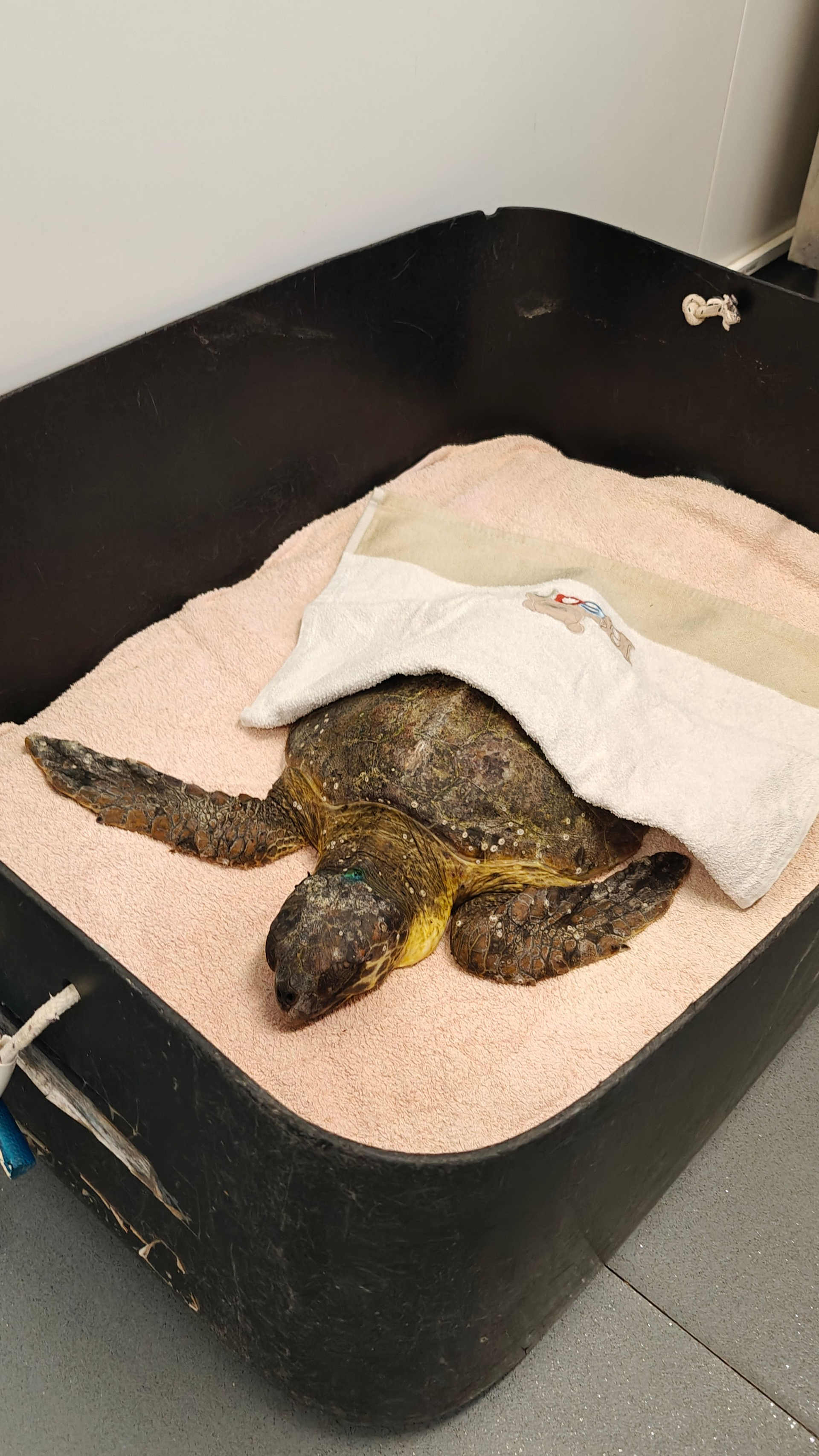 Sick sea turtle at the Rescue Centre named Crash Bandicoot