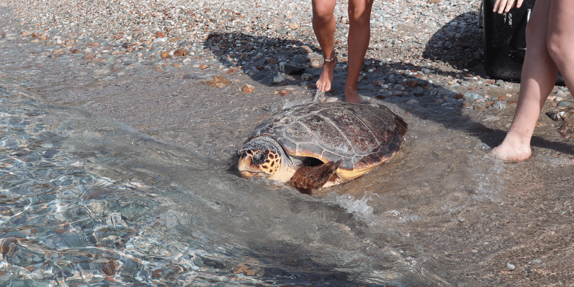 Sea turtle named Drea 