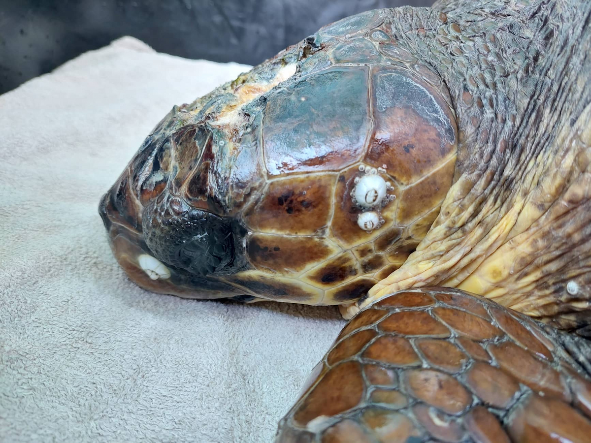 Sea turtles in the Rescue Centre - ARCHELON - Τhe Sea Turtle Protection ...