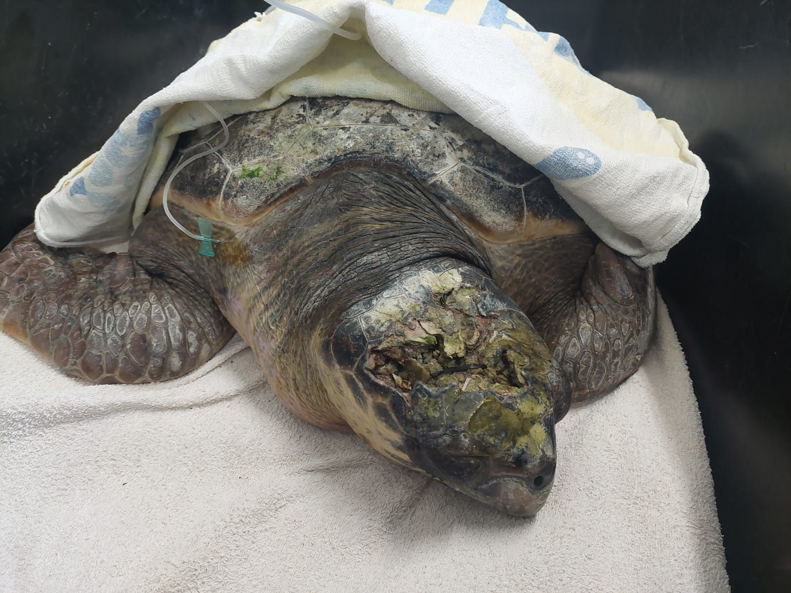 Sea turtle Elsa with head injury