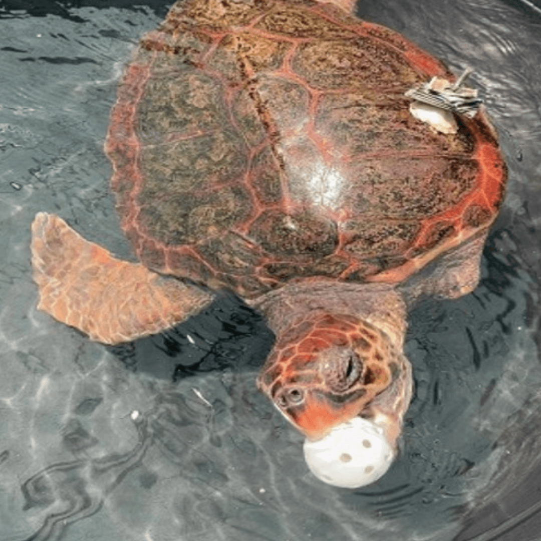 sea turtle during environmental enrichment