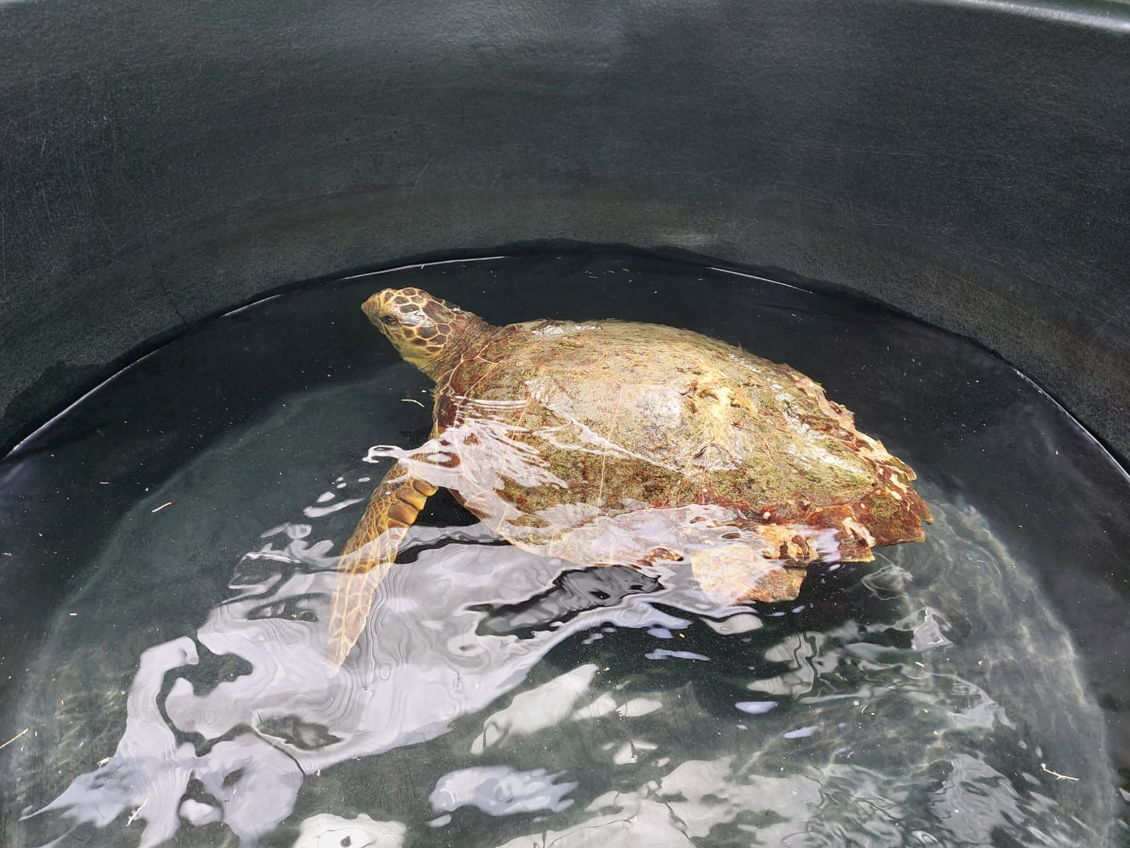 rehabilitated sea turtle