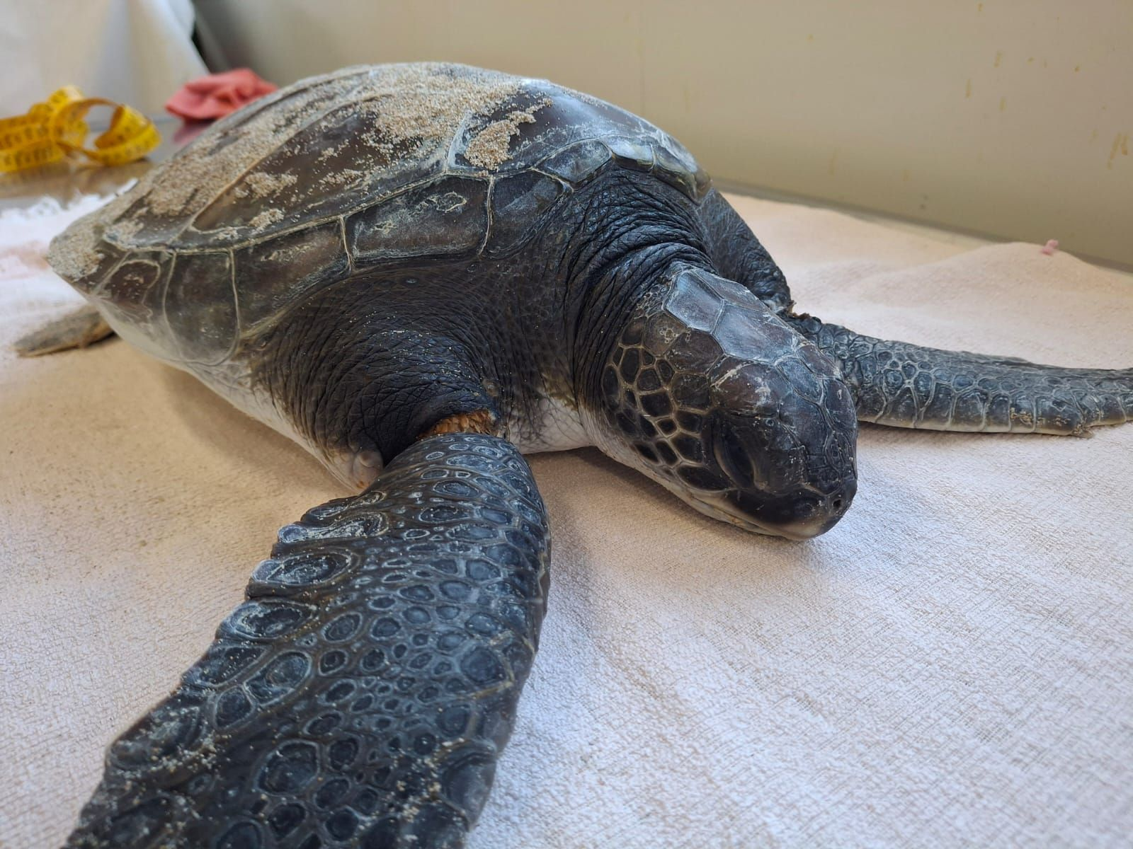 Green turtle at the Sea turtle rescue centre named Neon