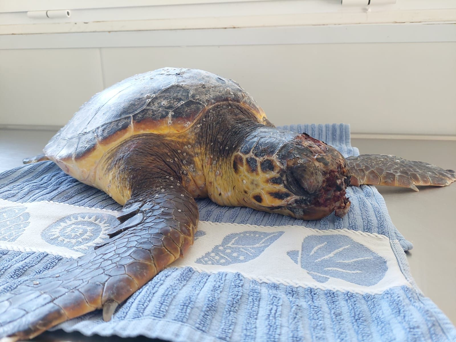 Loggerhead sea turtle admitted to the Rescue Centre with a head injury