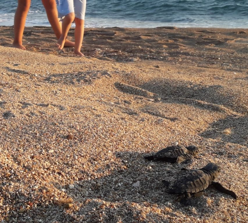 Hatchlings at Romanos beach