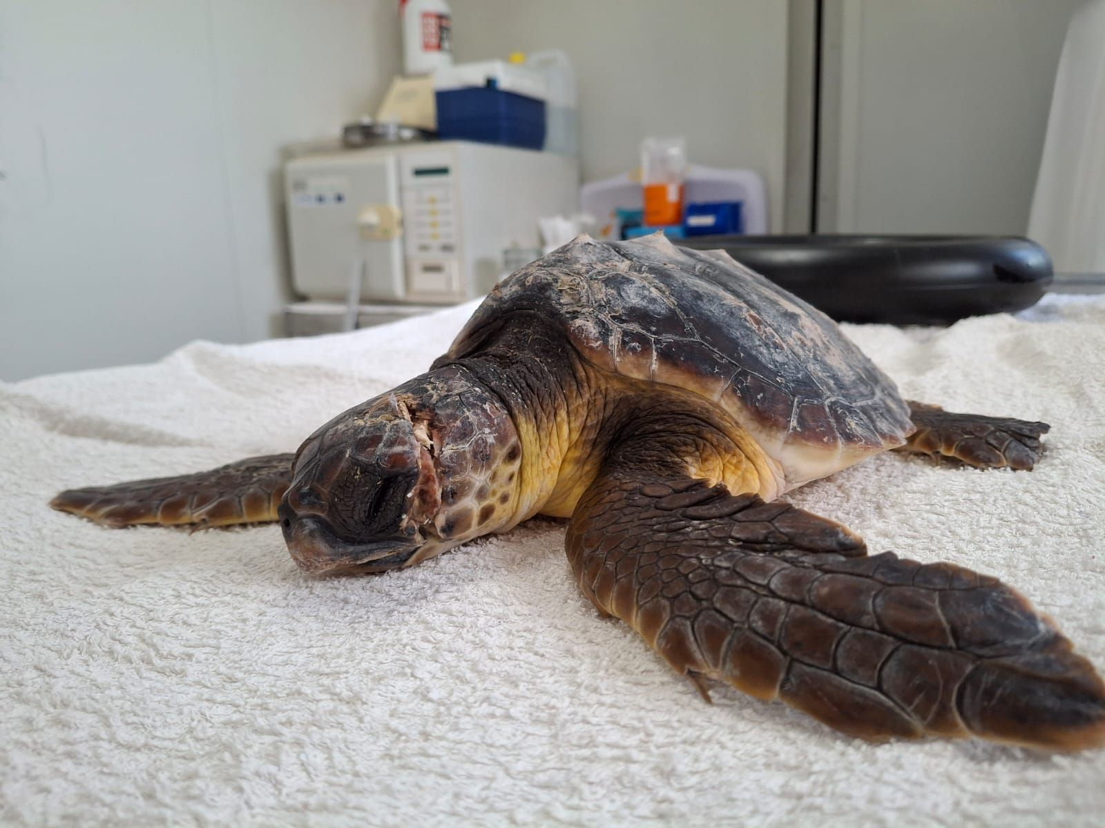 Sea turtle under treatment called Honey