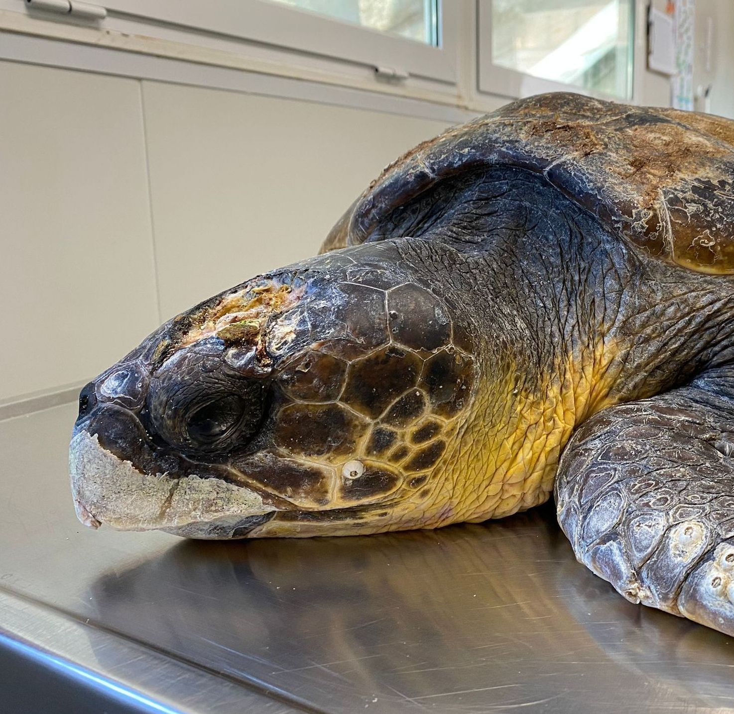 Sea turtle with a head injury arrived at the rescue centre