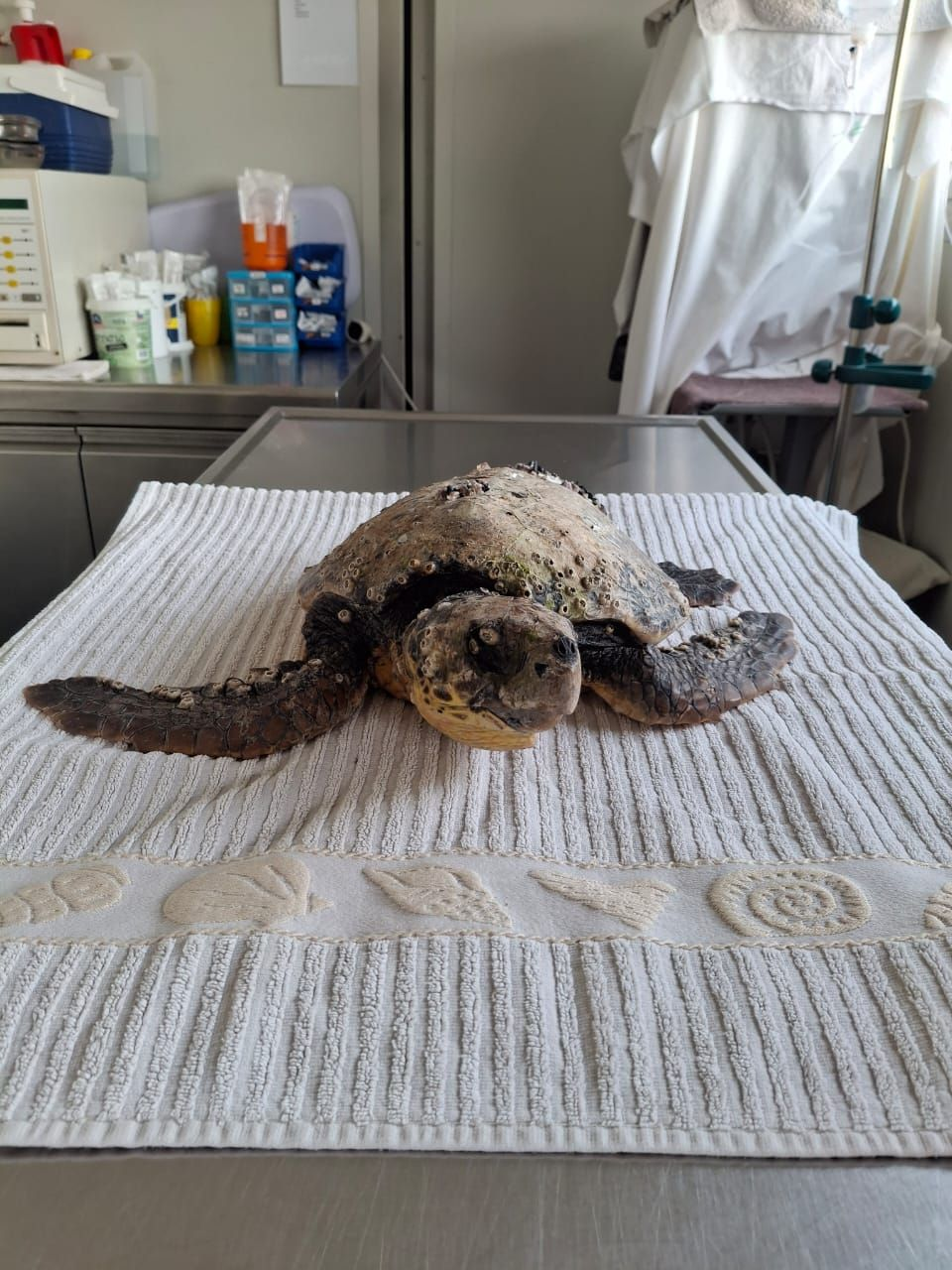 Loggerhead sea turtle arrival at the Rescue Centre of ARCHELON named Liziie