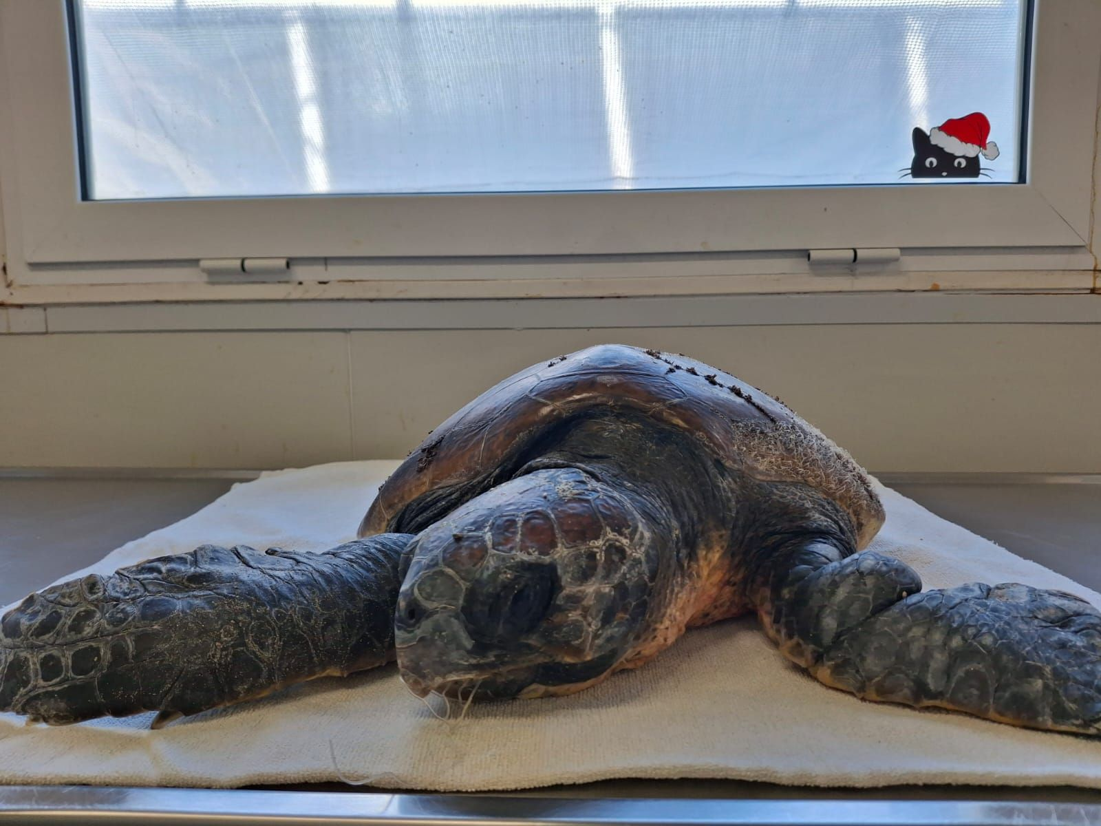 Loggerhead turtle at the rescue centre named Chromio
