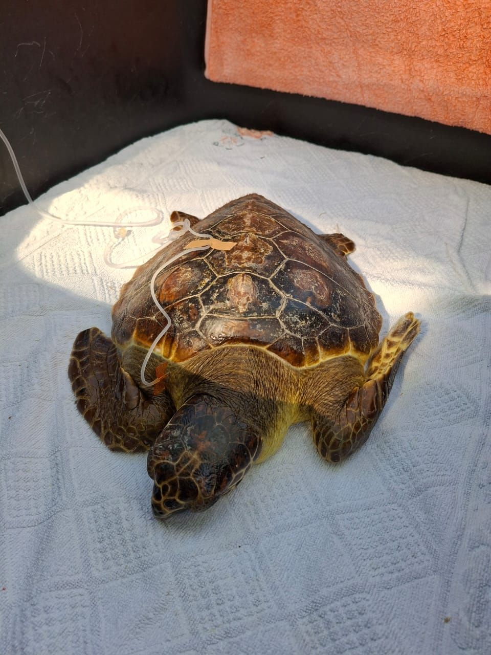 sea turtle treated at the Rescue Centre