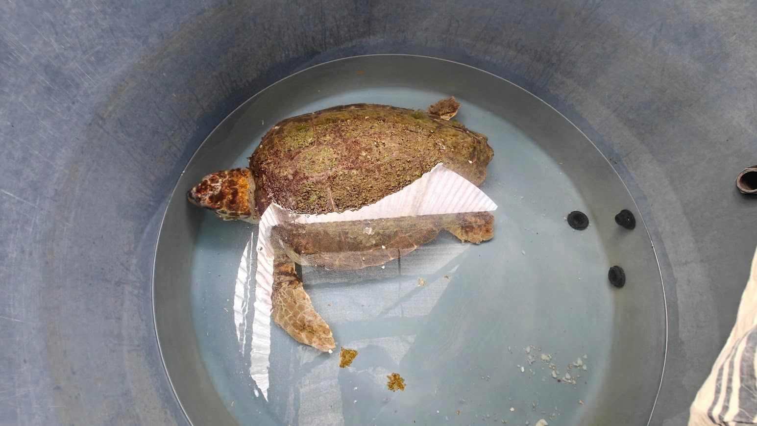 Loggerhead sea turtle arrival named Luigi