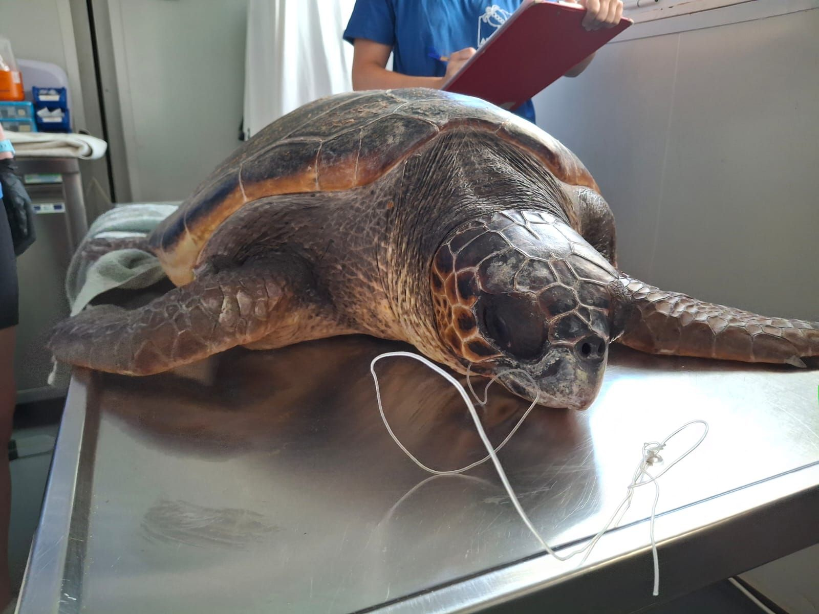 sea turtle admitted at the sea turtle rescue centre 