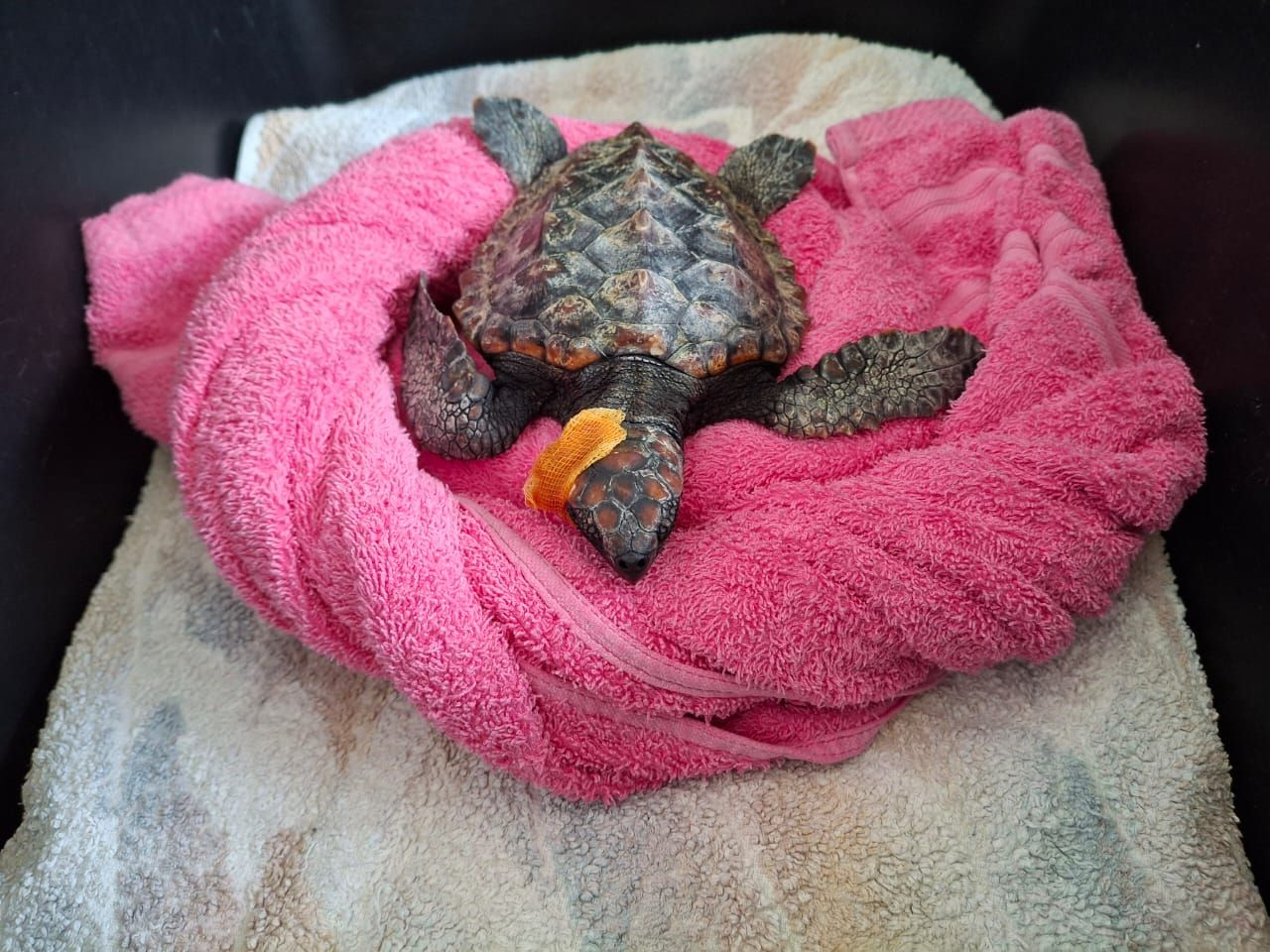 Loggerhead turtle named Mr.Bingley