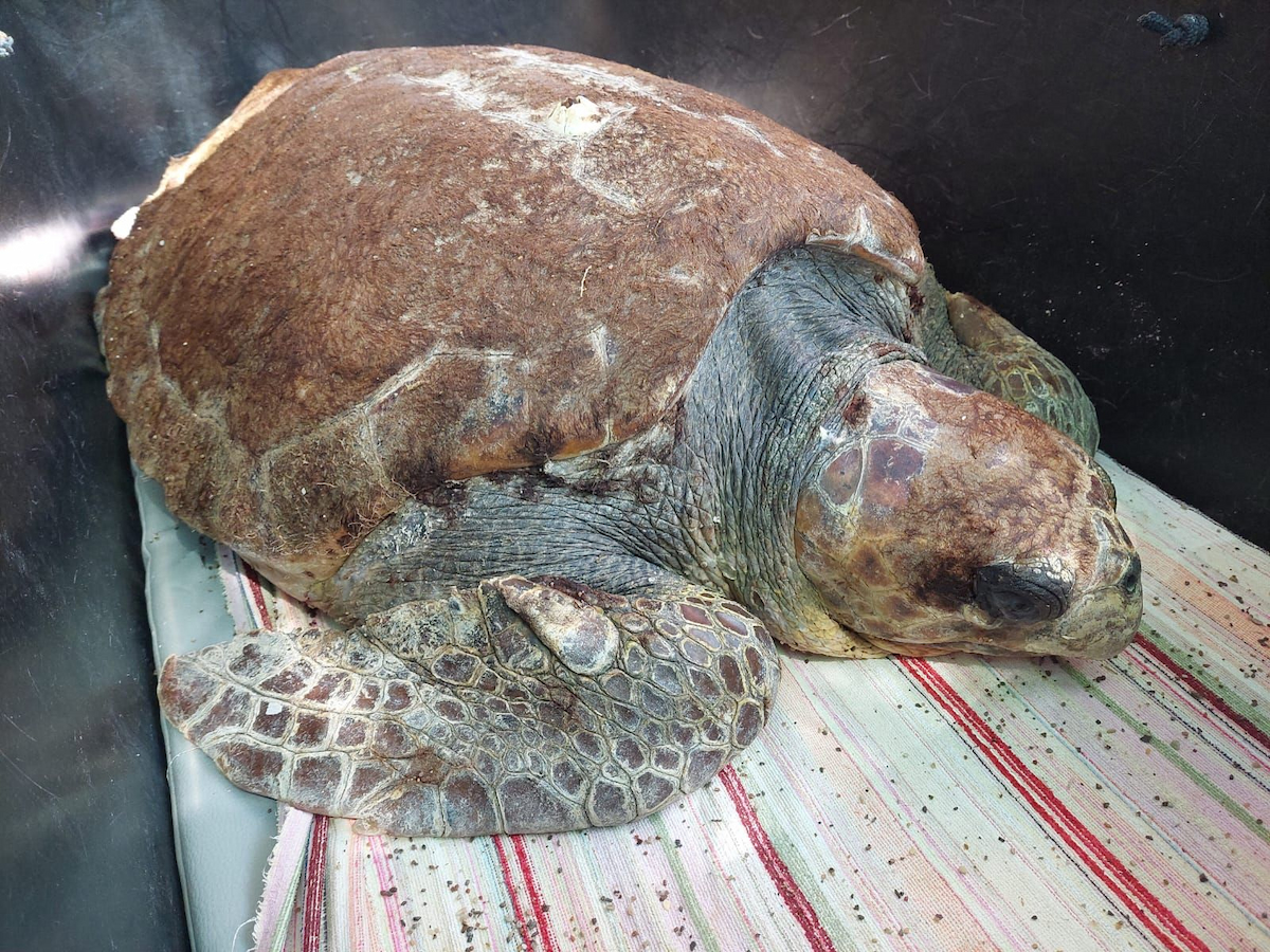 Sea turtles in the Rescue Centre - ARCHELON - Τhe Sea Turtle Protection ...