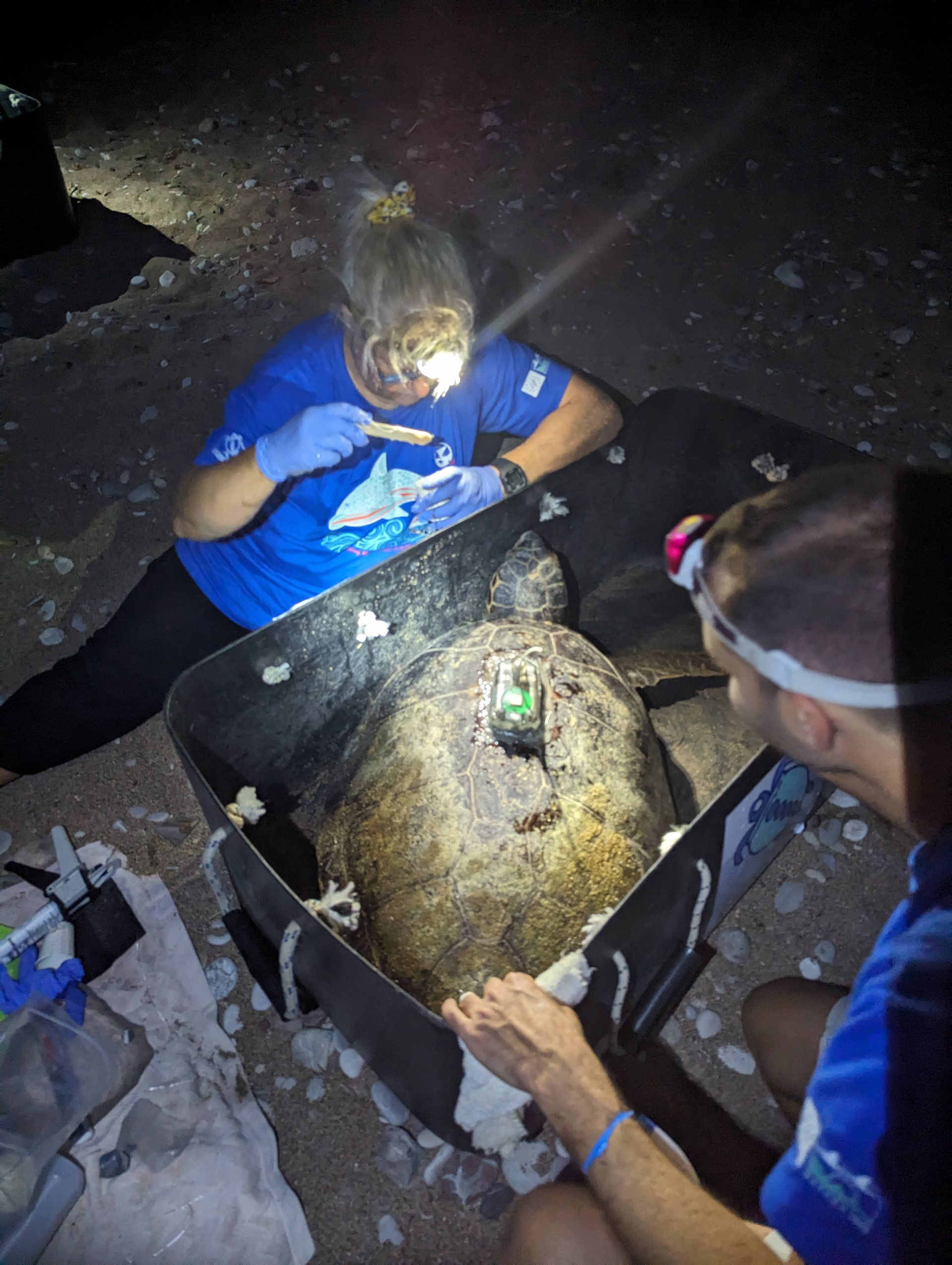 Sea turtles satellite tagging 