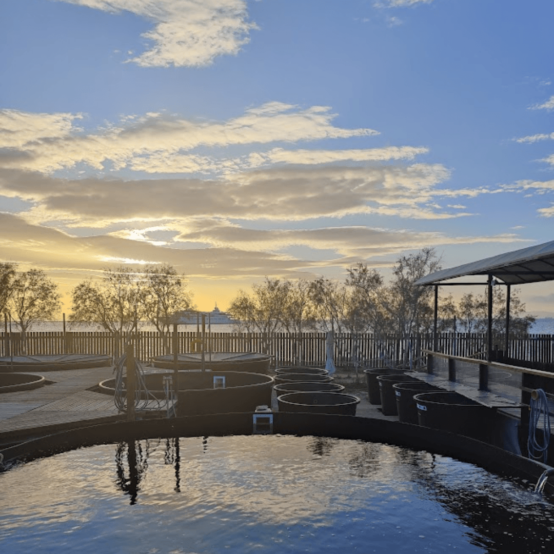 The ARCHELON Sea Turtle Rescue Centre in Glyfada, Attica