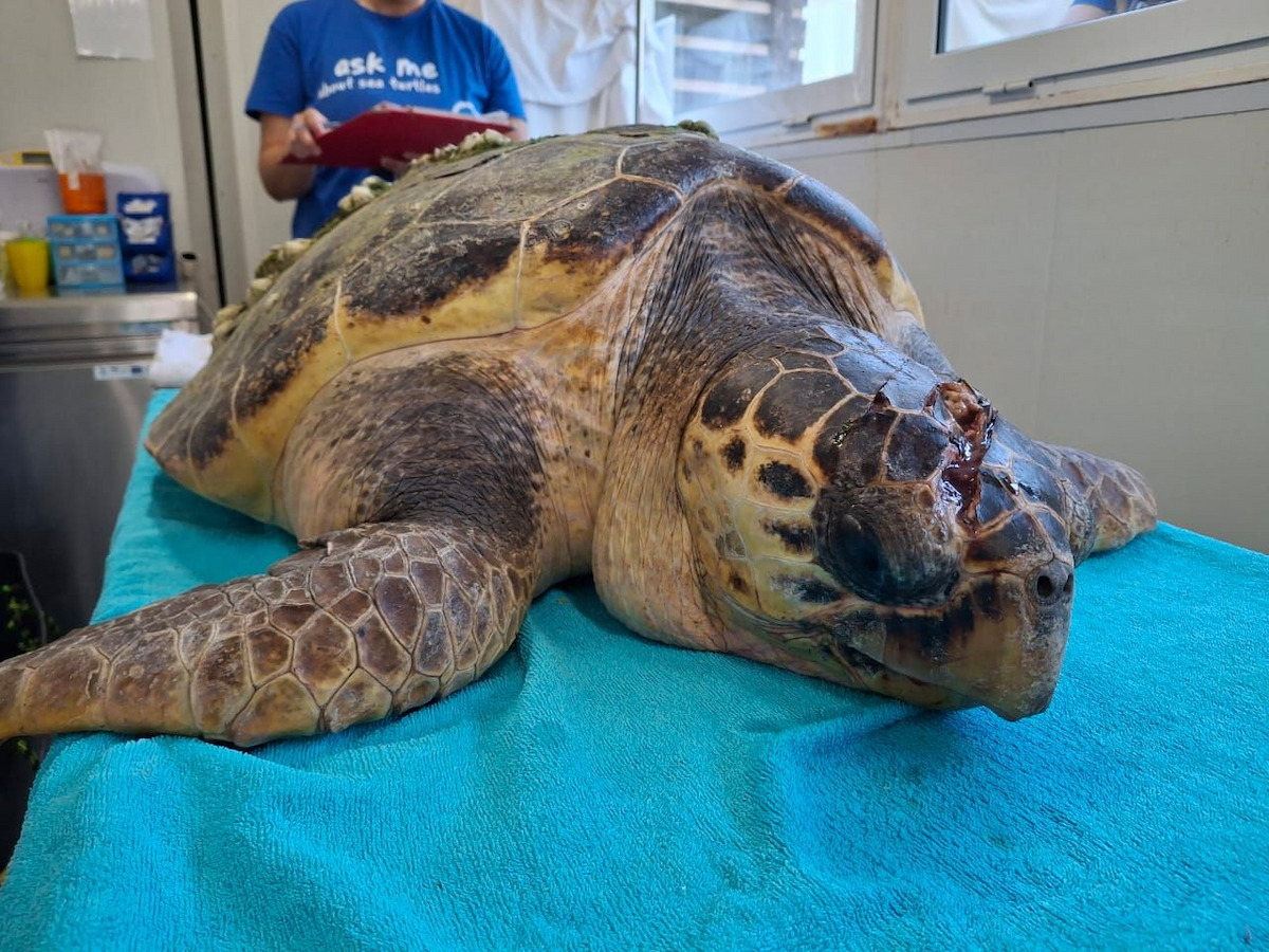 Sea turtles in the Rescue Centre - ARCHELON - Τhe Sea Turtle Protection ...