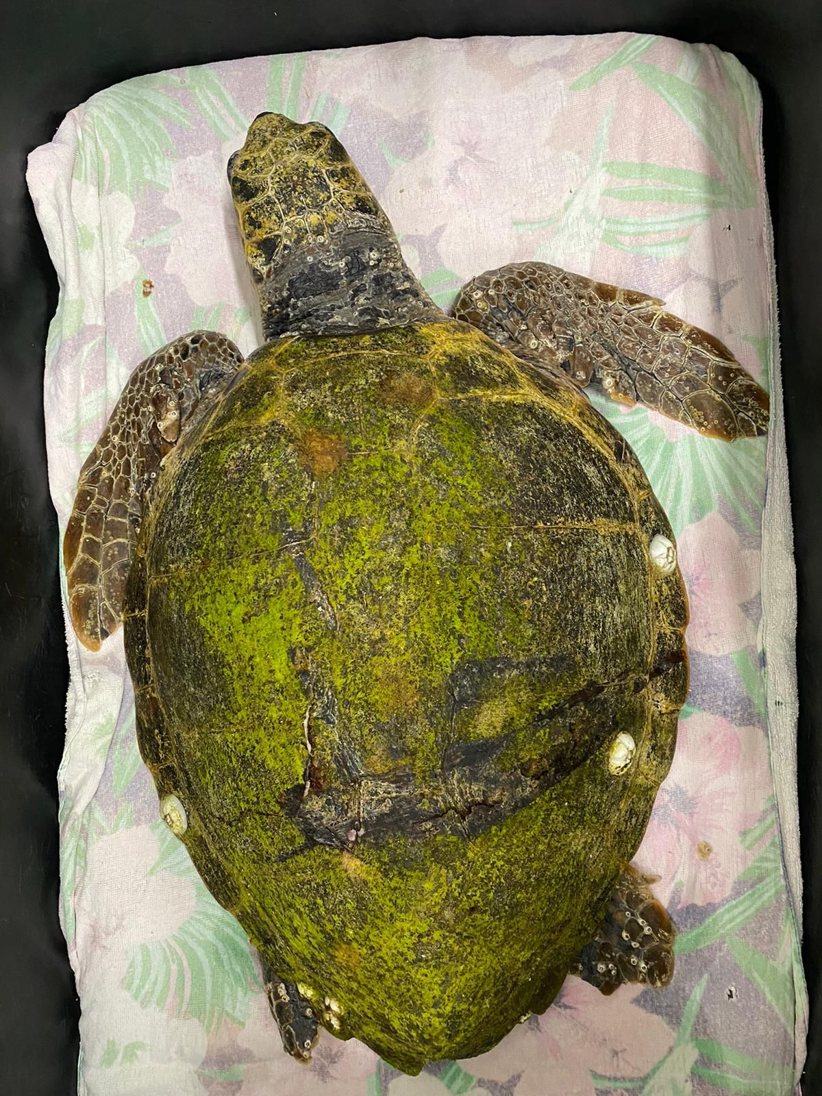 Loggerhead sea turtle arrival at the Rescue Centre