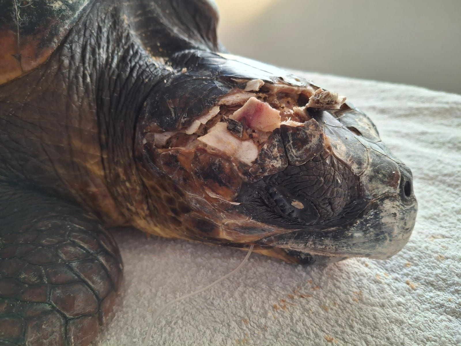 Sea turtle named Ranchy