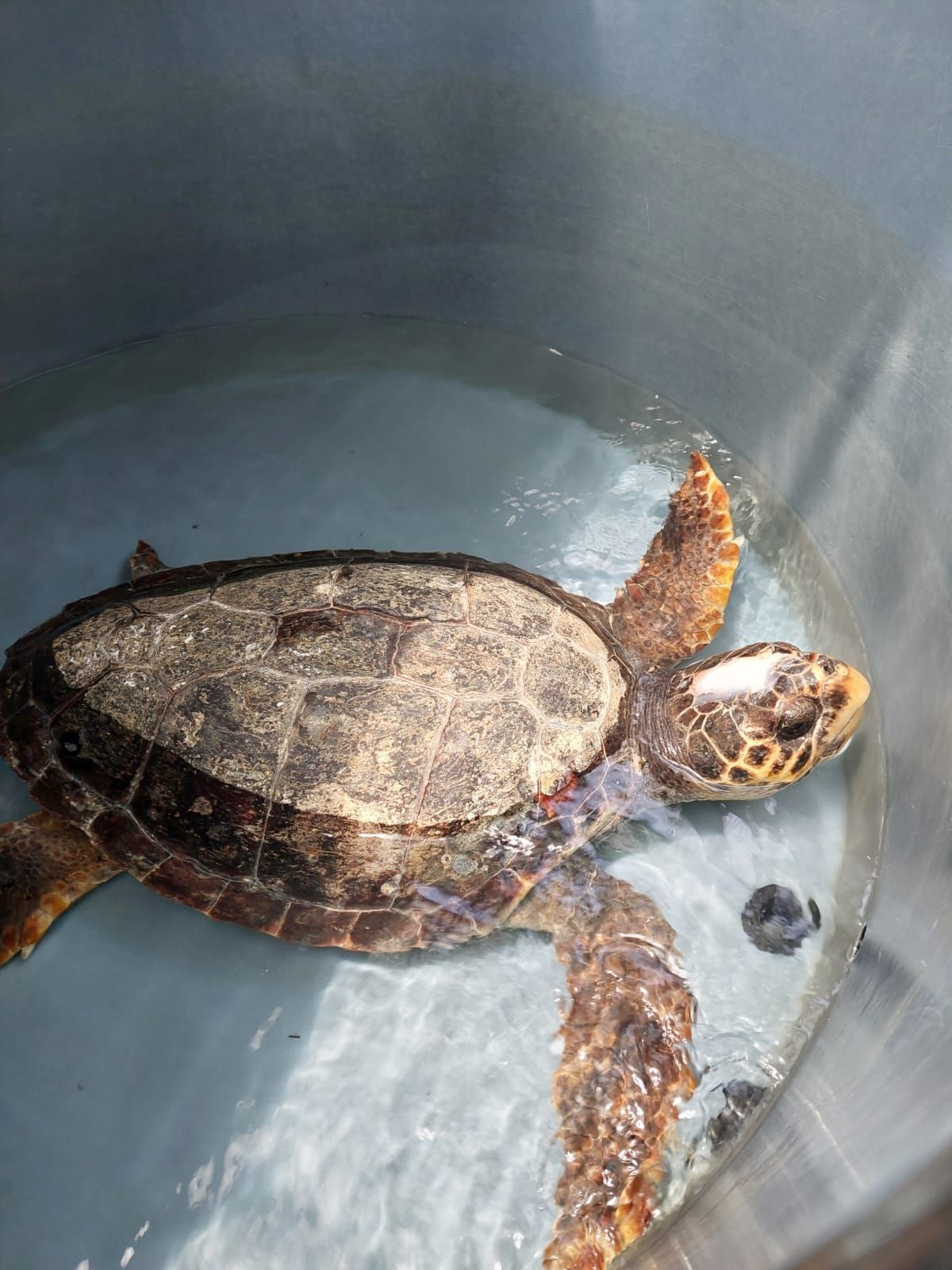 A sea turtle named 'Boba' on the Rescue Centre
