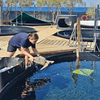 Online tours at the sea turtle rescue centre