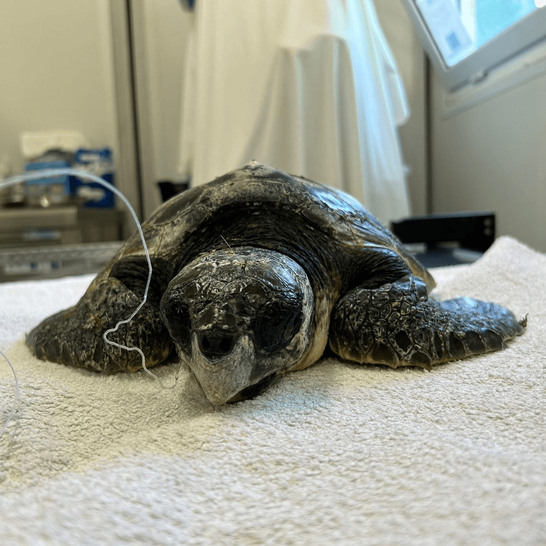 Sea turtles in the Rescue Centre - ARCHELON - Τhe Sea Turtle Protection ...