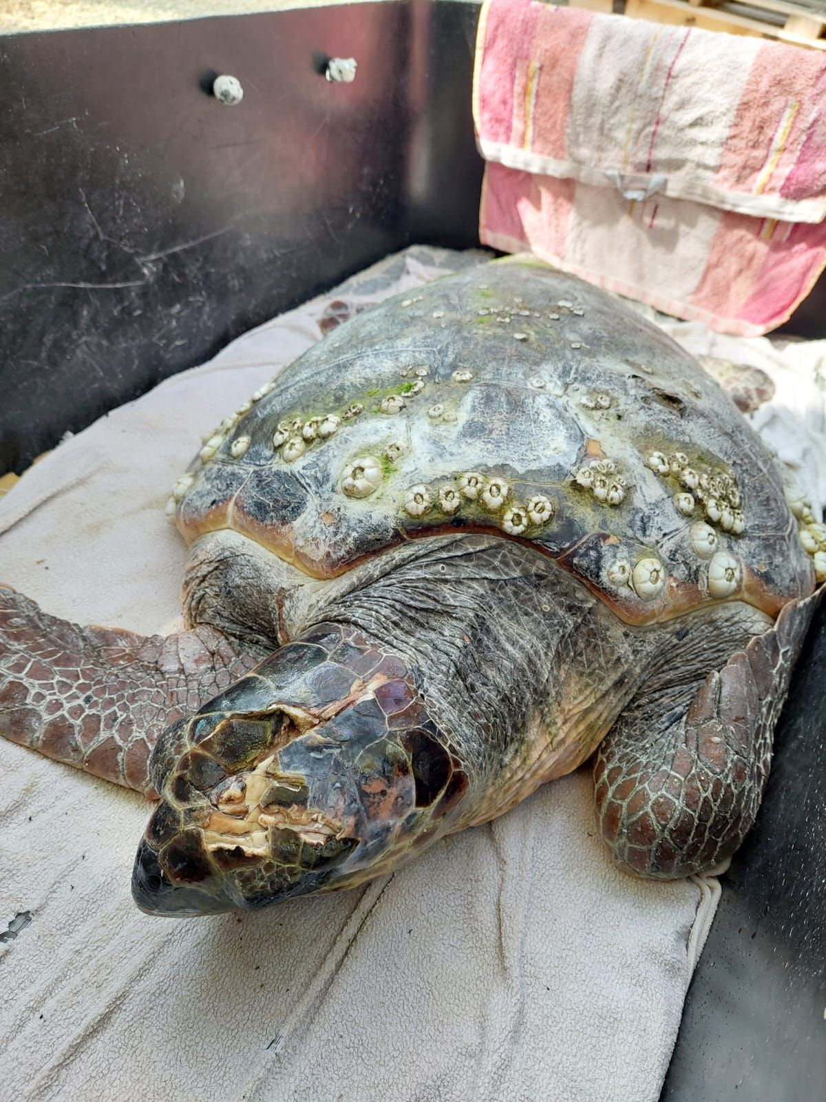 Loggerhead sea turtle named Toffe at the Rescue Centre