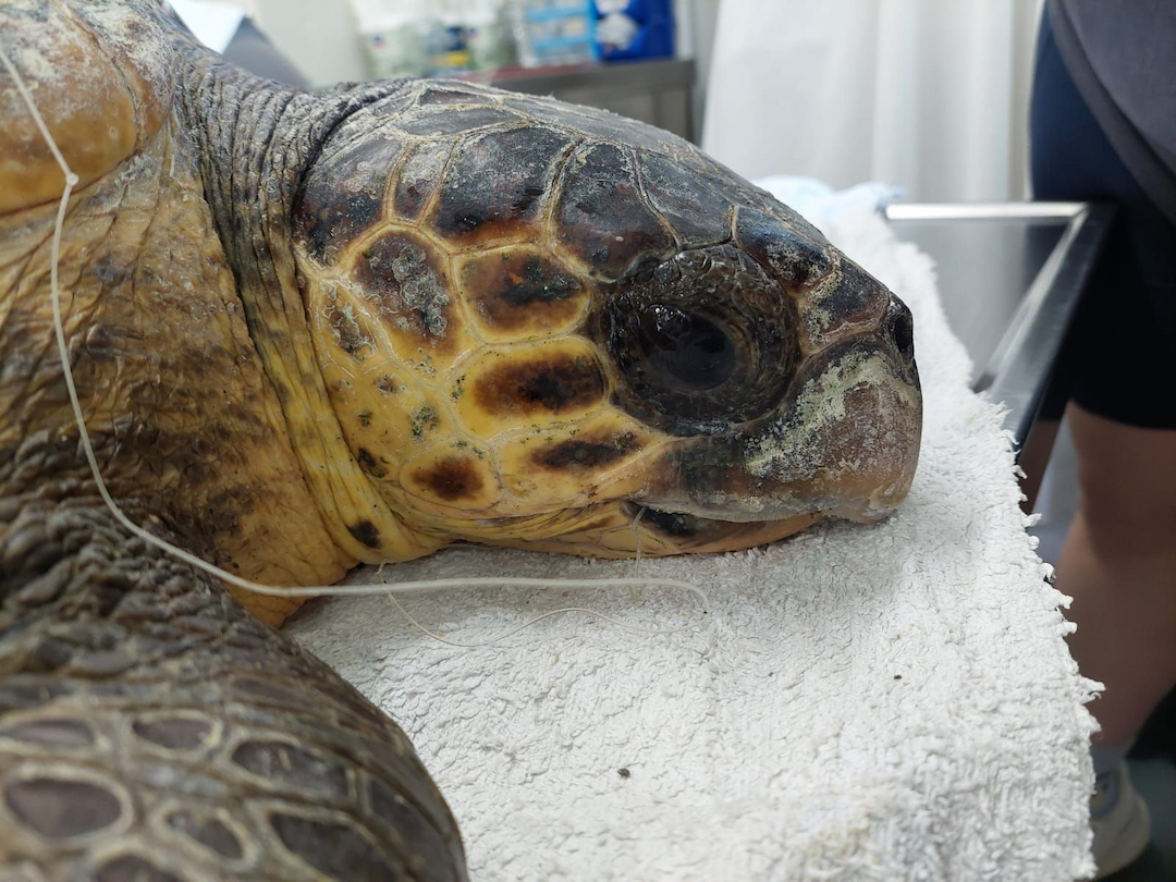 Sea turtles in the Rescue Centre - ARCHELON - Τhe Sea Turtle Protection ...