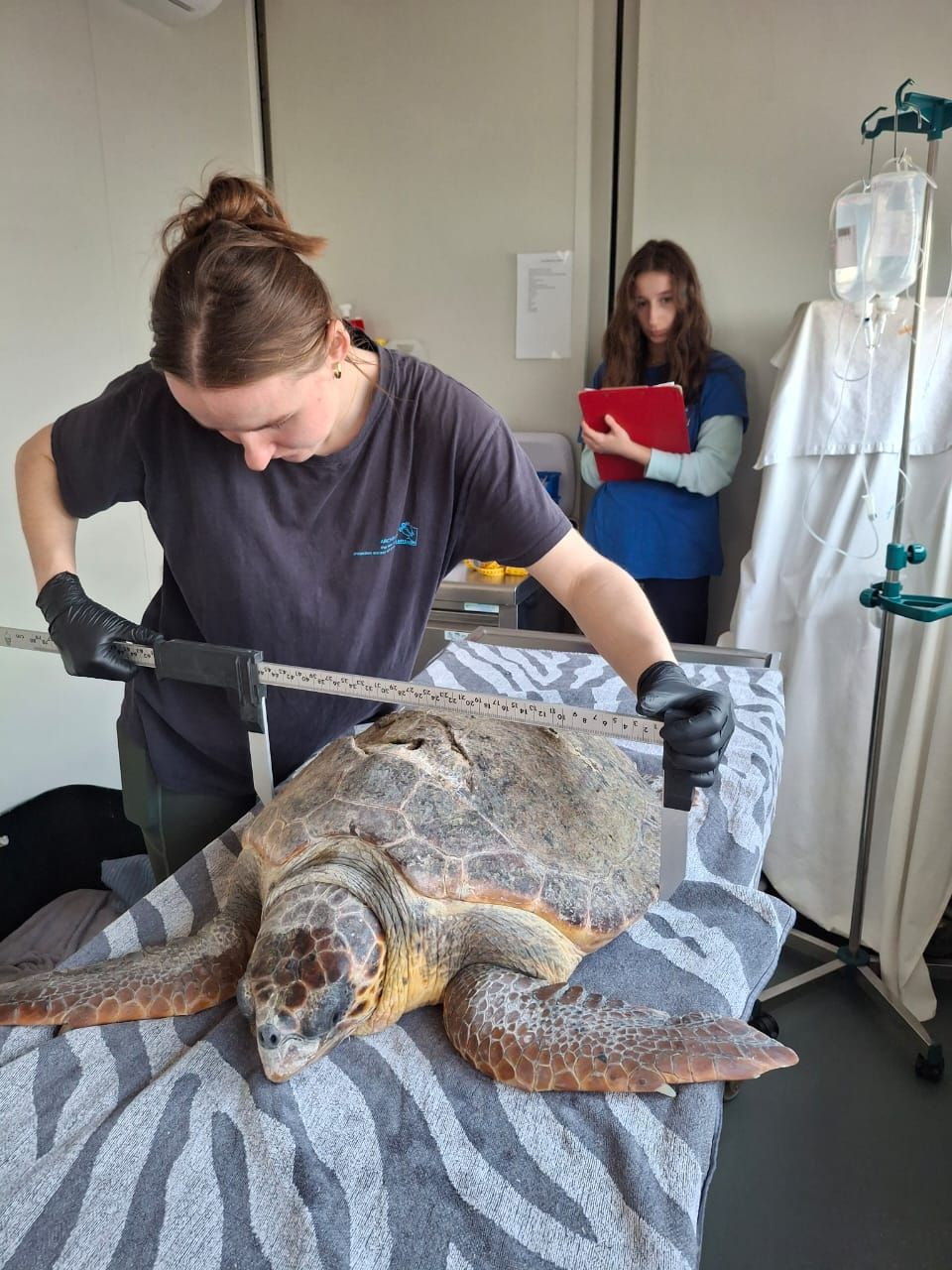 sea turtle admitted at the sea turtle rescue centre named Venus