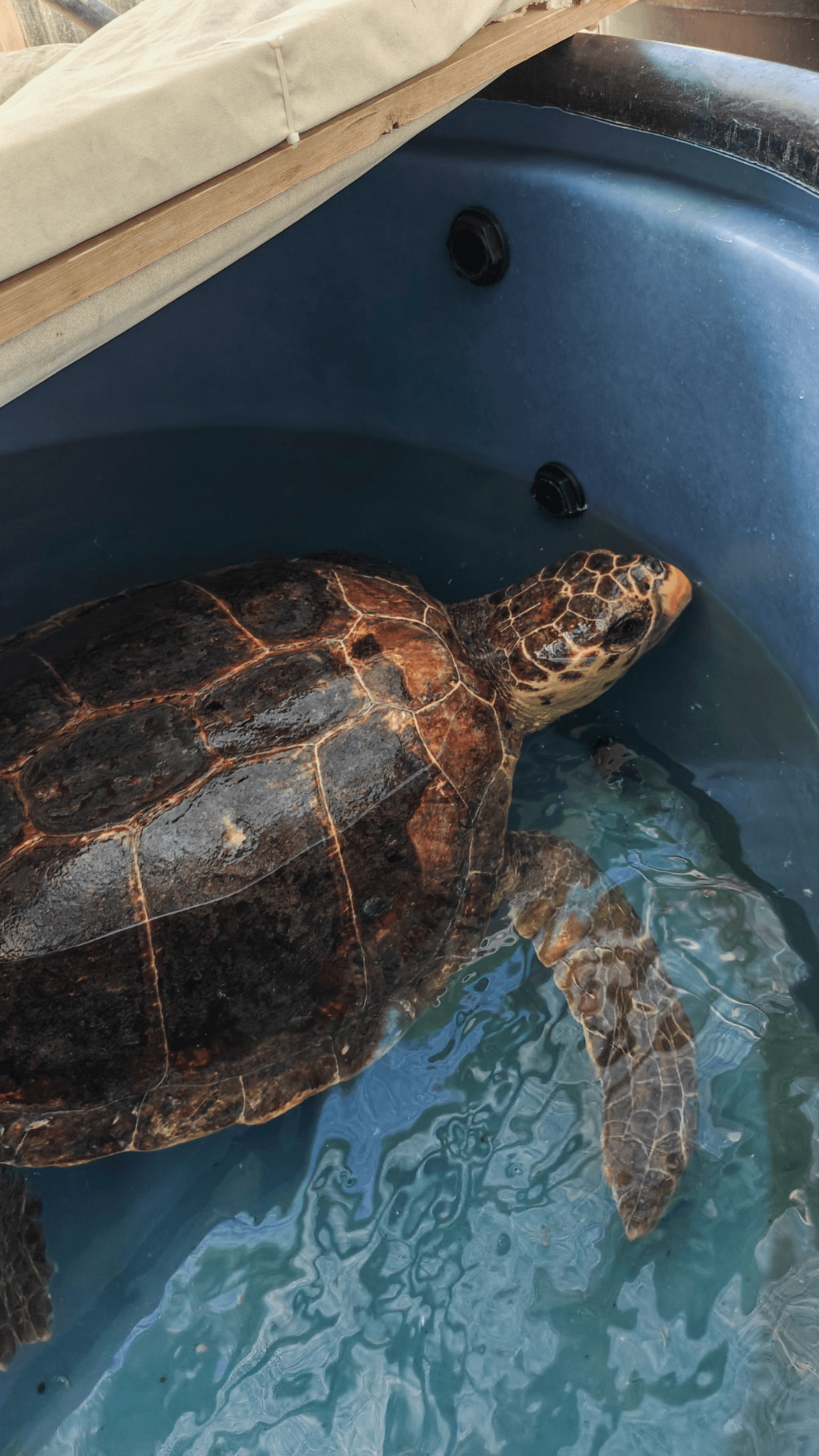 sea turtle getting treated wasabi