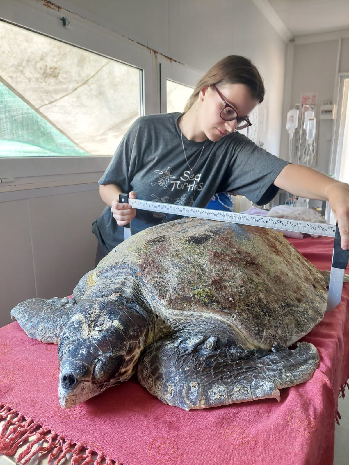 Loggerhead turtle named Zoe getting measured after his admission to the Rescue Centre