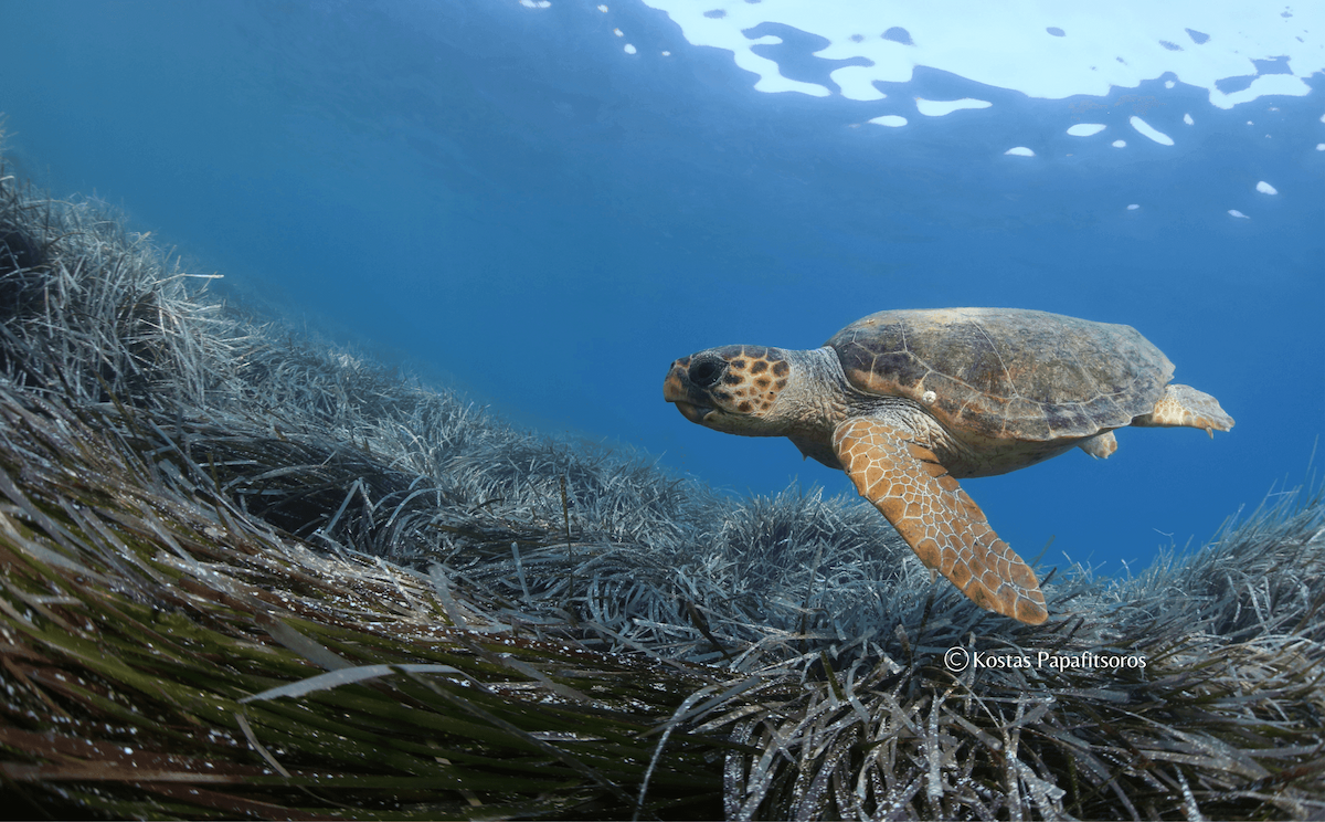 ARCHELON - Τhe Sea Turtle Protection Society of Greece