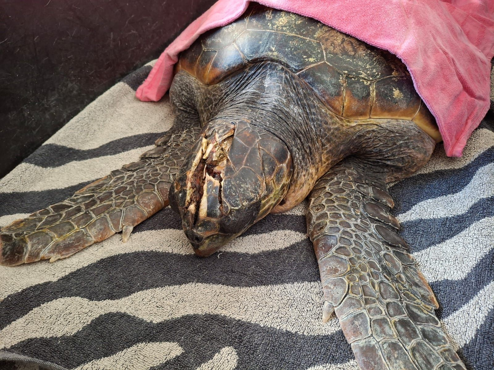 sea turtle named Aktaia at the Sea Turtle Rescue Centre 