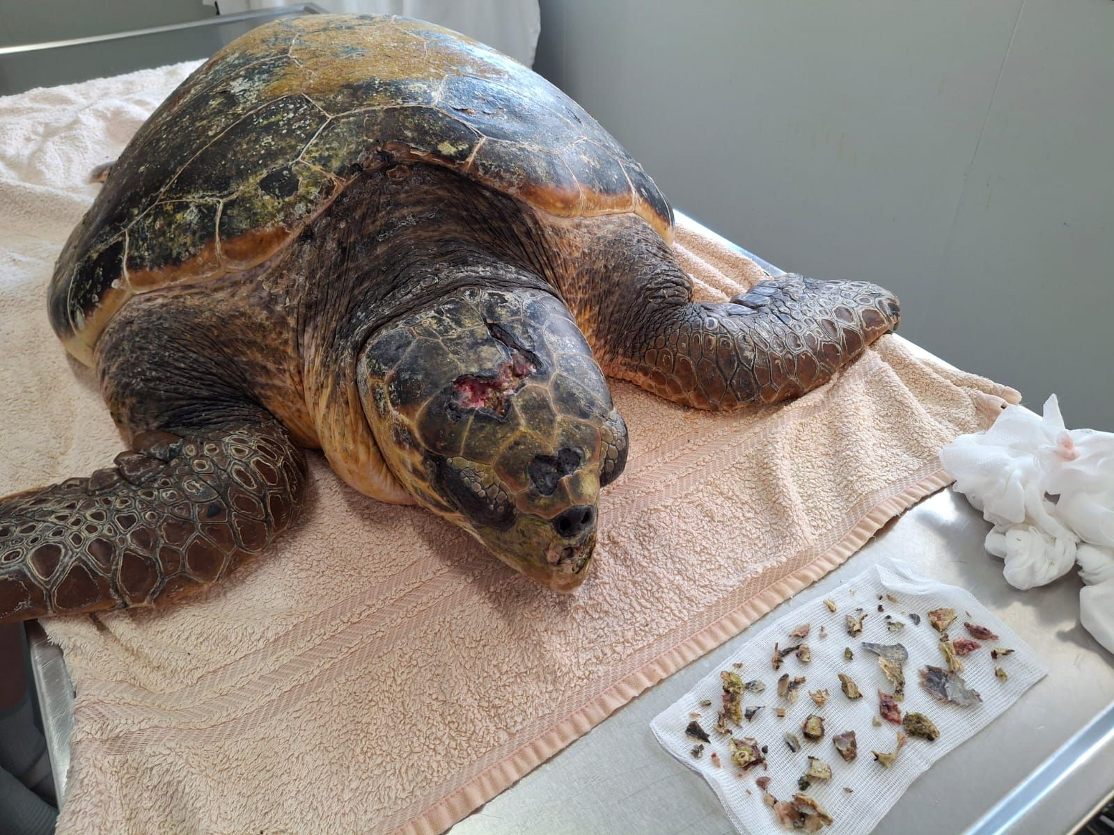 Sea turtle under treatment named 'Biscotti'