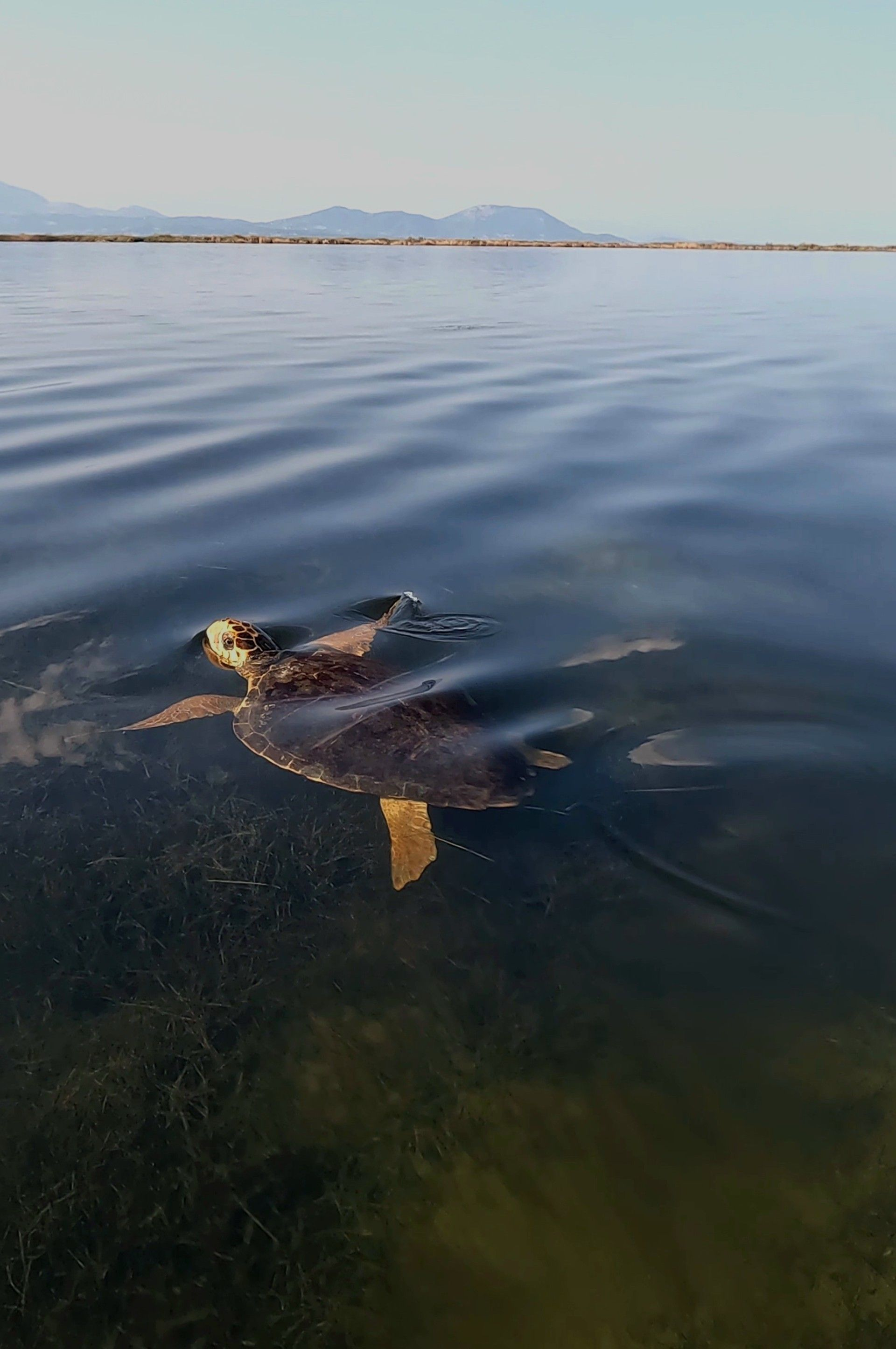 Sea turtle in Amvrakikos