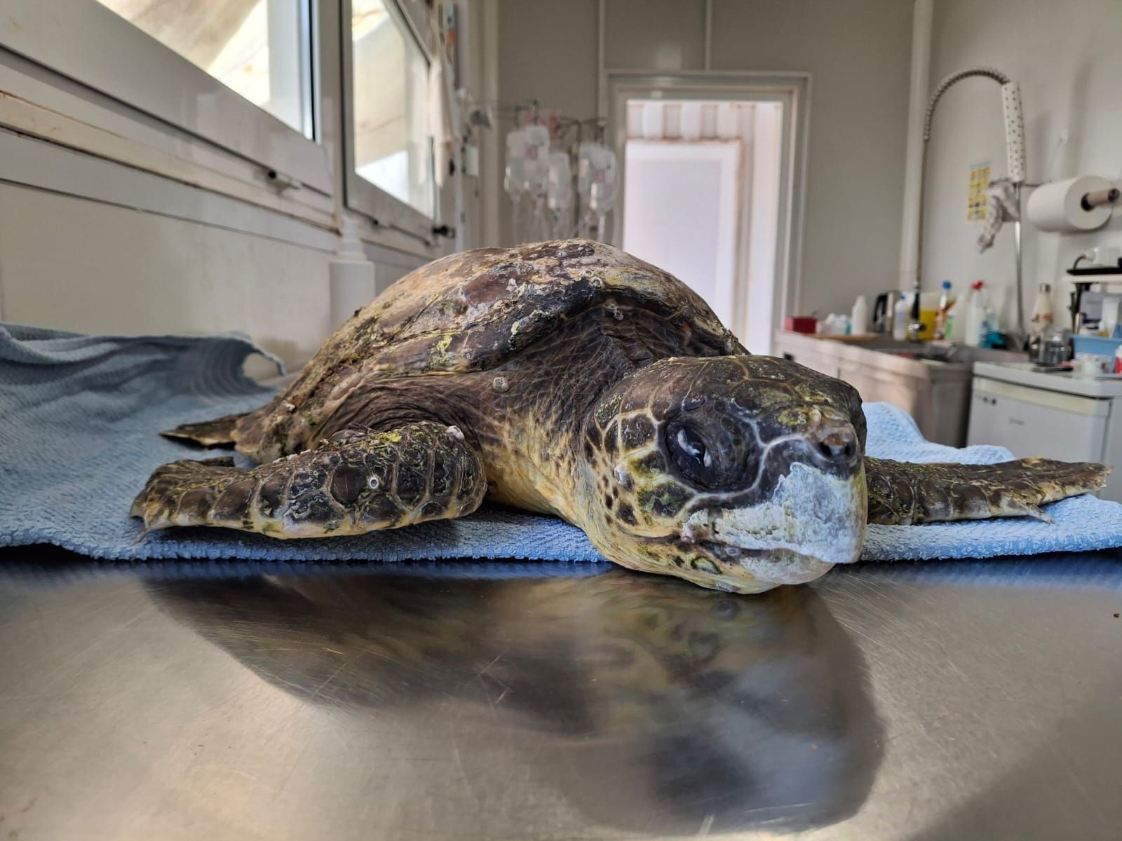 A loggerhead sea turtle patient at the ARCHELON's rescue centre.