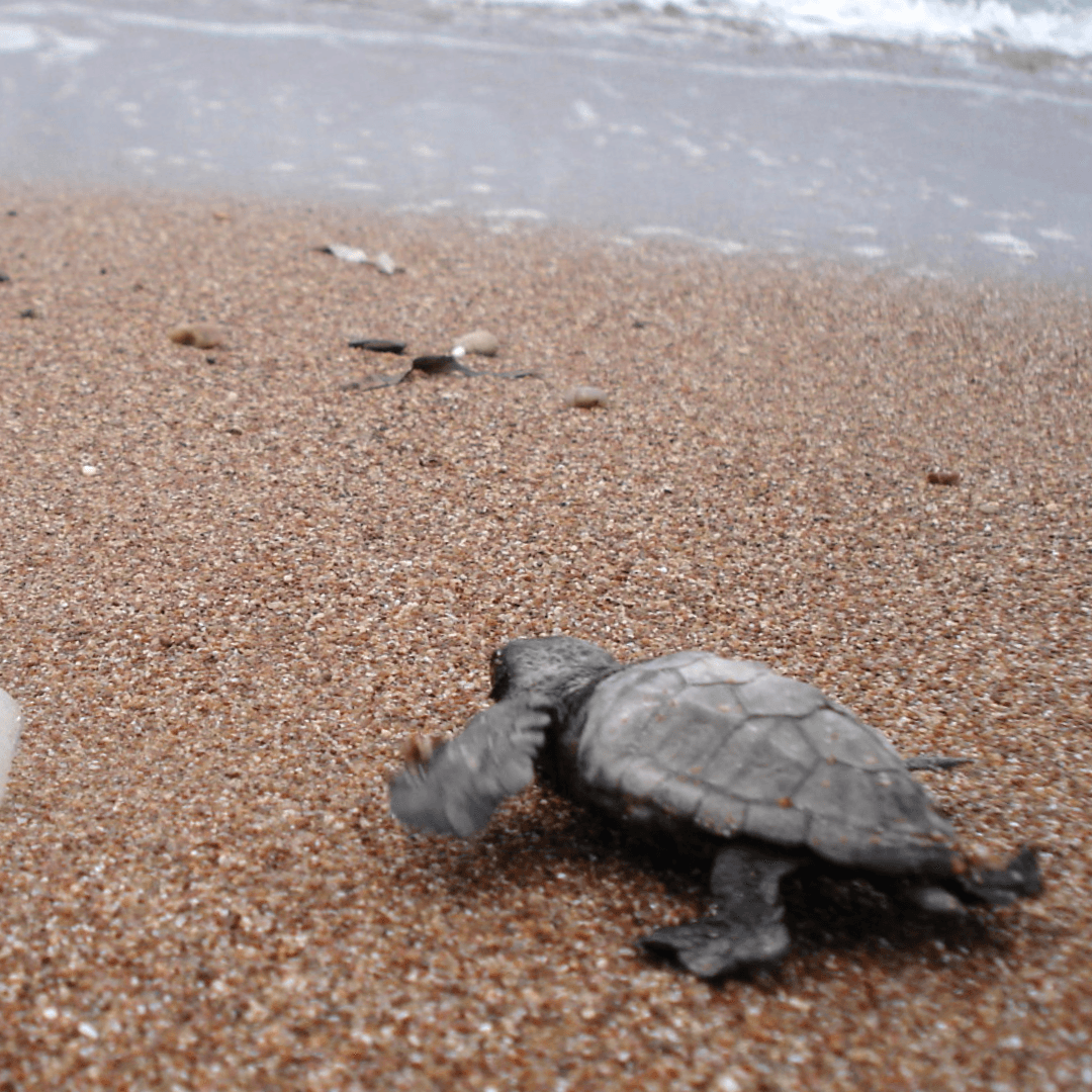 A sea turtle hatchling going to the water for the first time