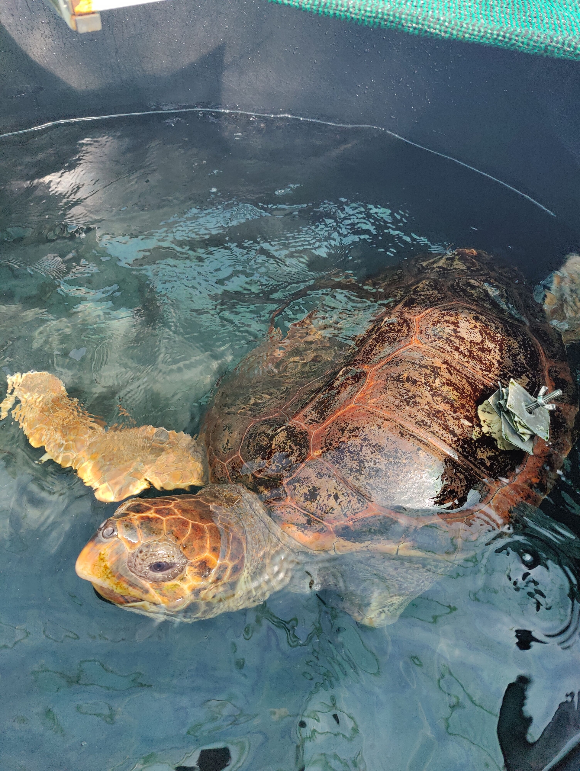 Sea turtle (Caretta caretta) names Piou with one flipper missing is at the ARCHELON rescue centre