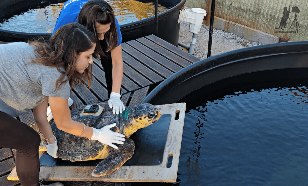The Peloponnese – Lakonikos Bay - ARCHELON - Τhe Sea Turtle Protection ...